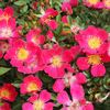 Amadeus ® rose photo