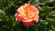 Beautiful Sunrise rose photo