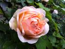 Cressida rose photo