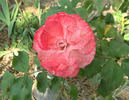 Tiki rose photo