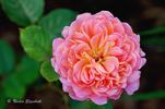 Portlandia rose photo