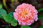 Portlandia rose photo