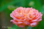 Portlandia rose photo