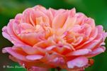 Portlandia rose photo