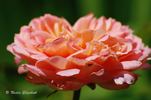 Portlandia rose photo