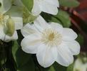 Guernsey Cream clematis photo