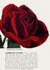 American Flagship rose photo
