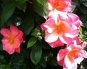 All the Rage rose photo