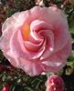 Change Of Heart ™ rose photo