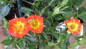 Mighty Moe rose photo