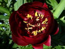 Buckeye Belle peony photo