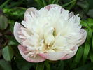 <i>P. officinalis</i> 'Alba Plena' peony photo