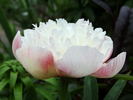 <i>P. officinalis</i> 'Alba Plena' peony photo