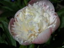 <i>P. officinalis</i> 'Alba Plena' peony photo