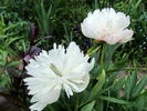 <i>P. officinalis</i> 'Alba Plena' peony photo