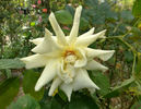 Astor Perry rose photo