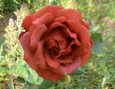 Black Tea rose photo