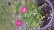 Oui rose photo