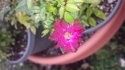 Oui rose photo