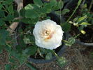 Bredon ® rose photo