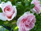 Kir Royal rose photo