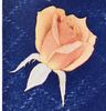 Boutonniere rose photo