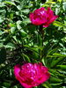 Big Ben peony photo