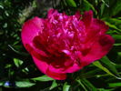 Big Ben peony photo