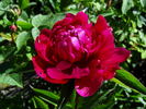 Big Ben peony photo