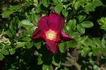 Rugspin rose photo