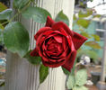 Chocolate Sundae ™ rose photo