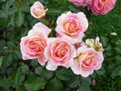 Concorde rose photo