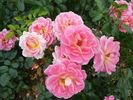 Concorde rose photo