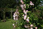 Bagatelle (hybrid multiflora, Soupert rose photo