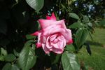 Albert Poyet ®, Cl. rose photo