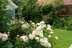 Galaxy rose photo