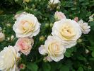 Galaxy rose photo