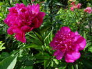 Big Ben peony photo