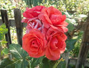 Bill Slim rose photo