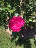 Party Hardy rose photo