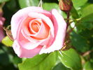 TANelleira rose photo