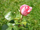 TANelleira rose photo