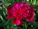 Inspecteur Lavergne peony photo
