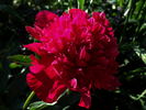 Inspecteur Lavergne peony photo