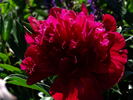 Inspecteur Lavergne peony photo