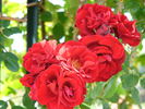 Morning Jewel rose photo
