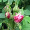 Sophie de Marsilly (moss, Moreau rose photo