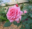 Cupcake ™ rose photo