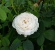 Botzaris rose photo