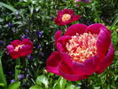 Ursyn Niemcewicz peony photo